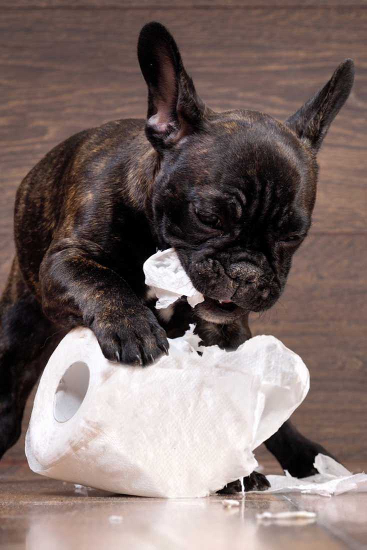 Toilet Training Problems with Dogs
